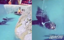 海豹套繩圈幫遊客拉船被批虐待 比利時動物公園稱「自願」