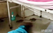 印醫院病房老鼠沿氧氣管亂爬 一日捉約百隻