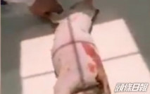家屬代虐斃孕貓男道歉惹民憤 律師指難追究