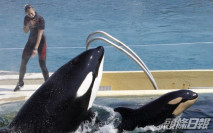 法國禁馬戲團用野生動物 海豚表演將絕跡