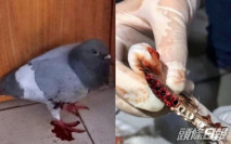 青衣長發邨白鴿遭剪尾翼 警拘8旬翁涉虐畜
