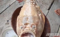 出海捕獲「人面魚」 泰國男子怕招致厄運送交研究中心
