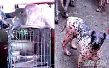 元朗45貓狗疑被虐 場主稱救動物為逝去女兒積福