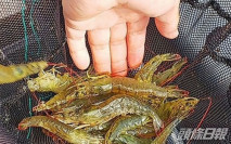 日本首例急性蝦瘟 沖繩養殖場近10萬尾白蝦死亡
