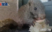 小松鼠樹上墮下獲救 康復後成消防局寵兒