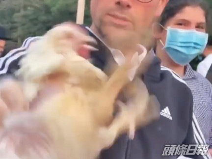 被抓住翅膀的母雞不斷掙扎及發出悲鳴。「Animal Reality Exposed」Facebook影片截圖