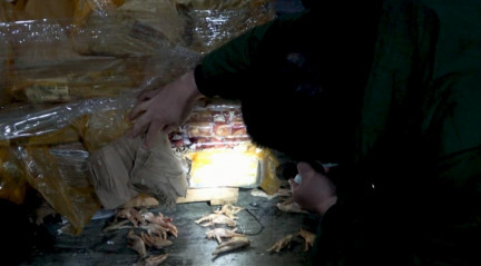 當地警方查扣涉案走私凍品 74 噸,其中來自我國列為禁止進口的動物疫病流行國家和地區的牛肉、牛內臟 59 噸,不明來源的凍品及相關單證資料一批。(網圖)
