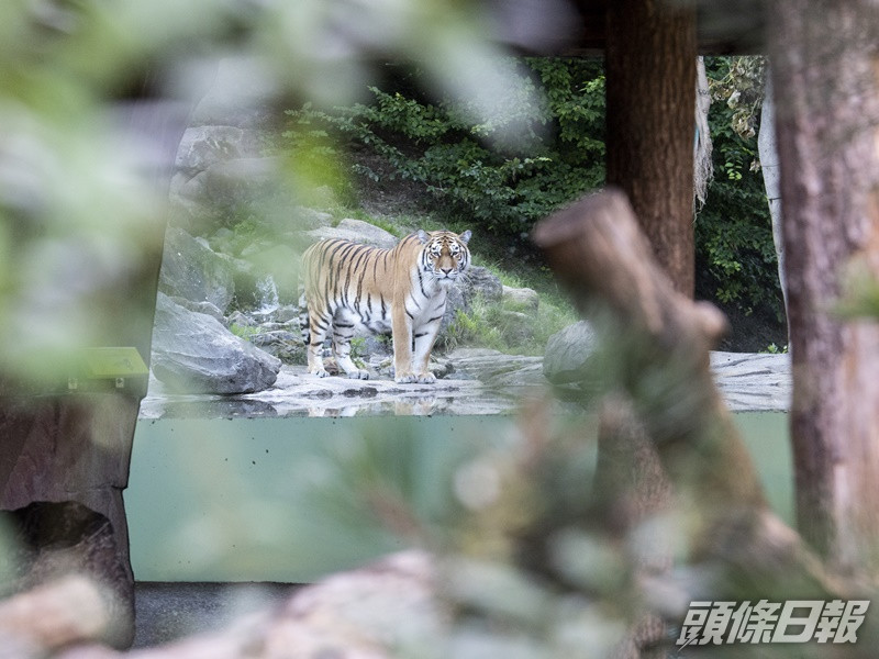 蘇黎世動物園內另一頭西伯利亞虎。AP
