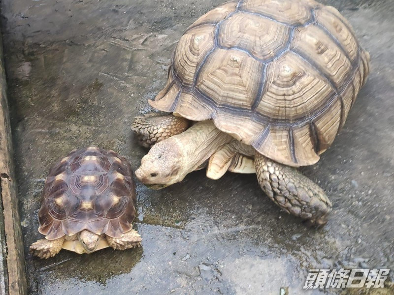 可憐龜龜獲好心夫婦收養。香港動物報FB