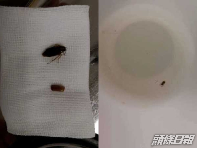 被夾出的蟑螂及卵。網圖