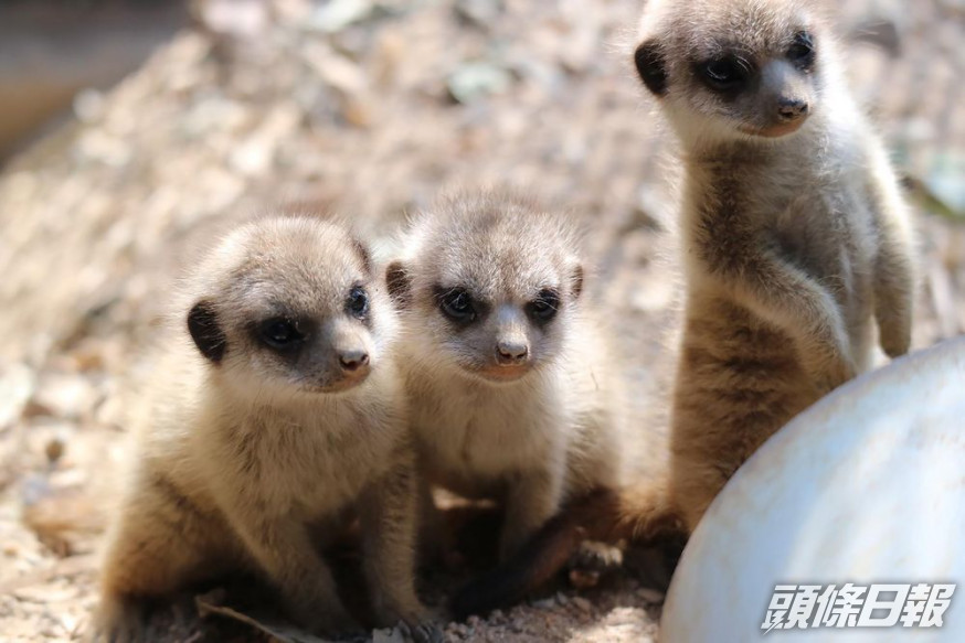 【Kelly Online】海洋公園狐獴三胞胎半歳生日 精靈活潑無時停