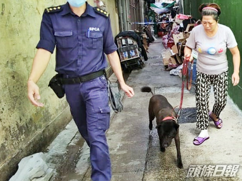 沒有表面傷痕的黑色唐狗「妹妹」嘔吐,懷疑曾遭虐打。