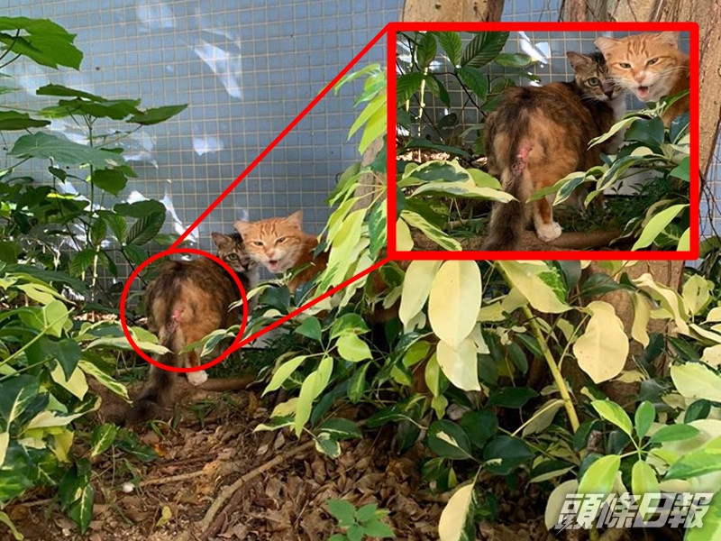 懷疑被打的貓傷口集中在背部和尾部。 FB「小白與小黑救救山上狗群」圖片