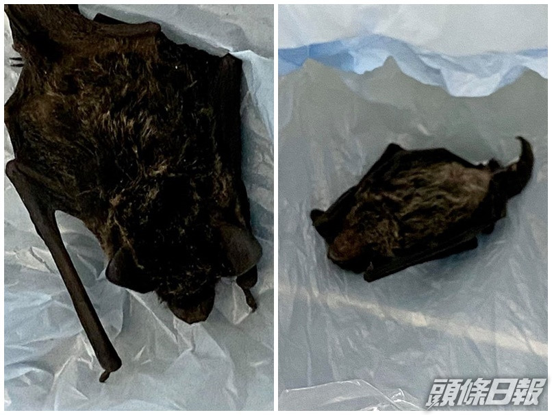 蝙蝠被打死。網民Mew Tsang圖片