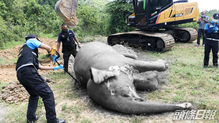 中槍後忍痛一個月的大象死在池塘內,屍體已開始腐爛。網圖