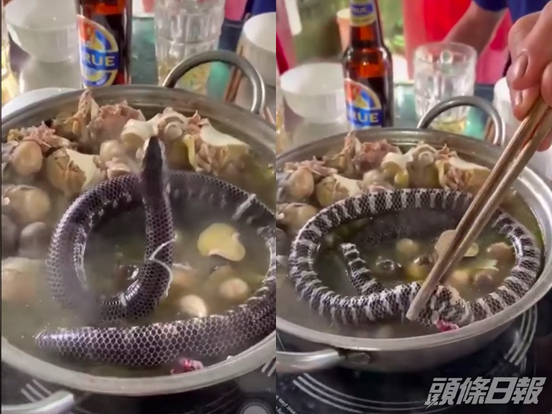幼蛇難逃被活活煮熟的命運。網圖