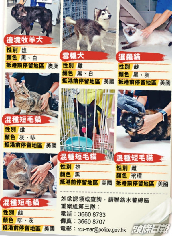 仍有七隻毛孩待領回。