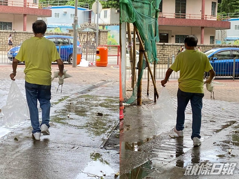 廣福道驚見男子企圖捉走鷺鳥BB。FB圖