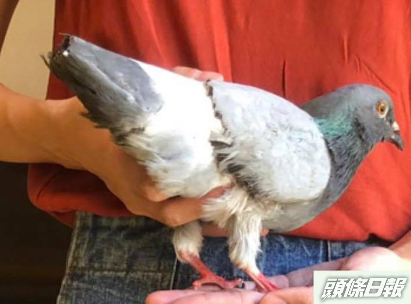 「香港救援鳩鴿及雀鳥」FB圖片