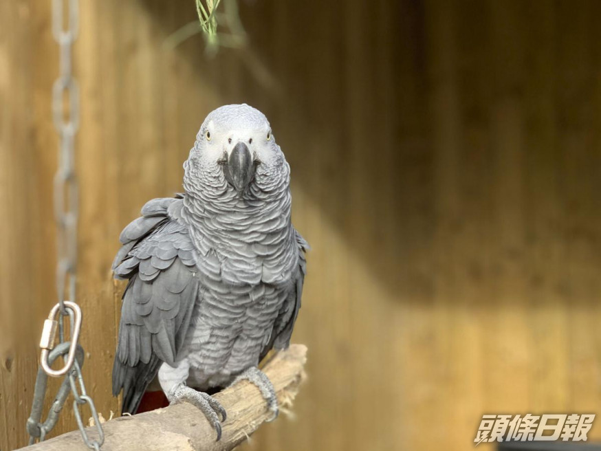 英國動物園有5隻鸚鵡不斷咒罵路人。網圖