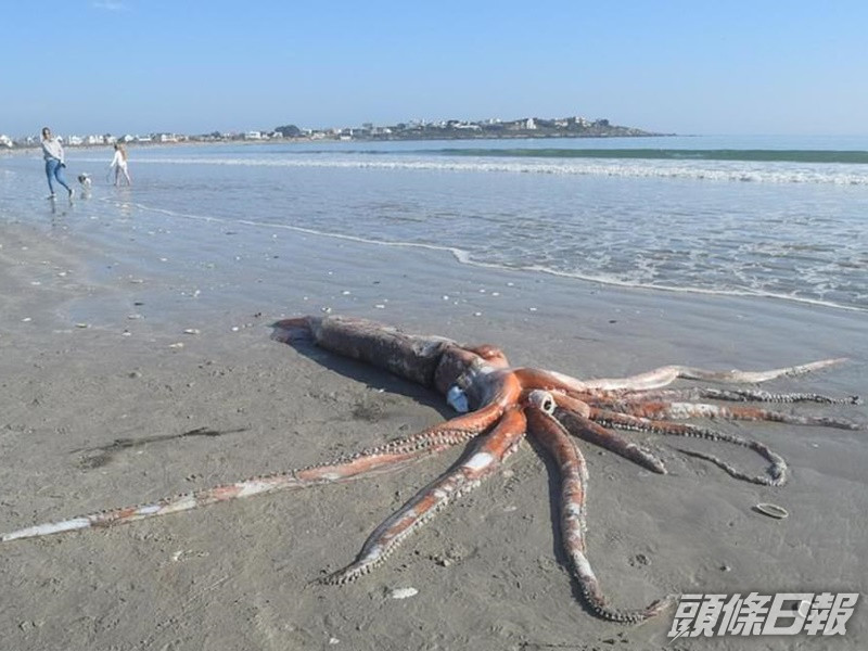 南非海灘現巨型烏賊。網上圖片