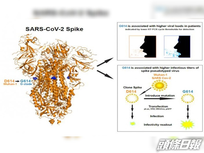研究報告指出新冠病毒已變種。Los Alamos National Laboratory