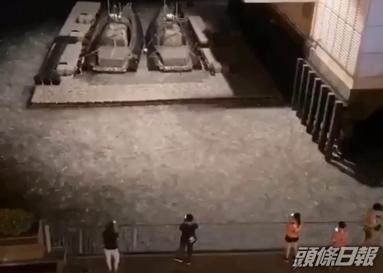 網民指紅磡水鬼隊基地有逾萬條魚跳躍彈離水面。 網片截圖
