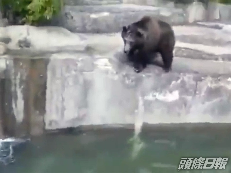 母熊Sabina。網圖