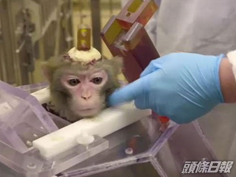 大學在猴子的頭骨上鑽孔,並植入電極棒進行實驗。網圖