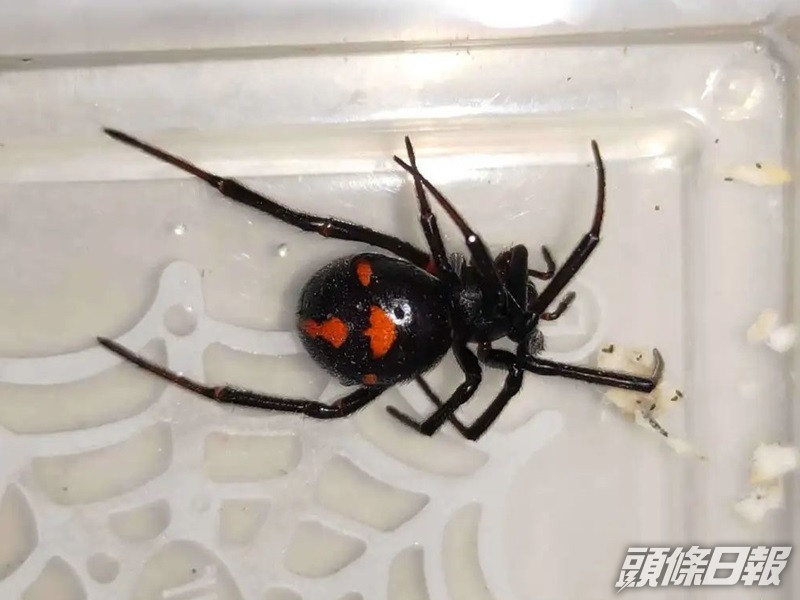 怪肥腹蛛。網圖