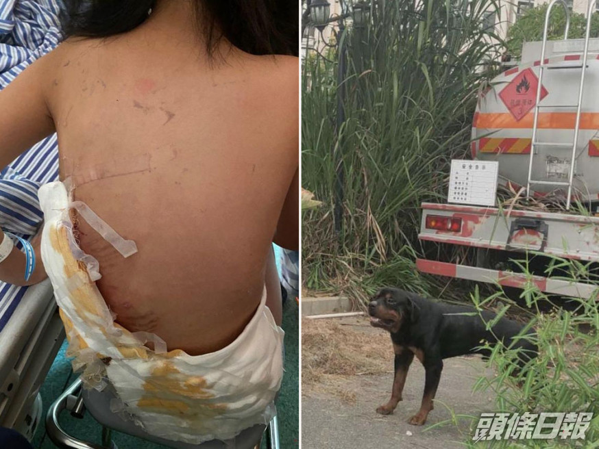 南昌市8歲女童被羅威納犬咬傷一事,引發關注。(網圖)