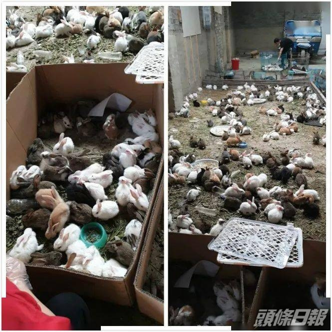 韻達快遞回應指他們是不能運輸動物的,數千寵物滯留物流園死亡事件中出現的快遞單是他人嫁禍的。(網圖)