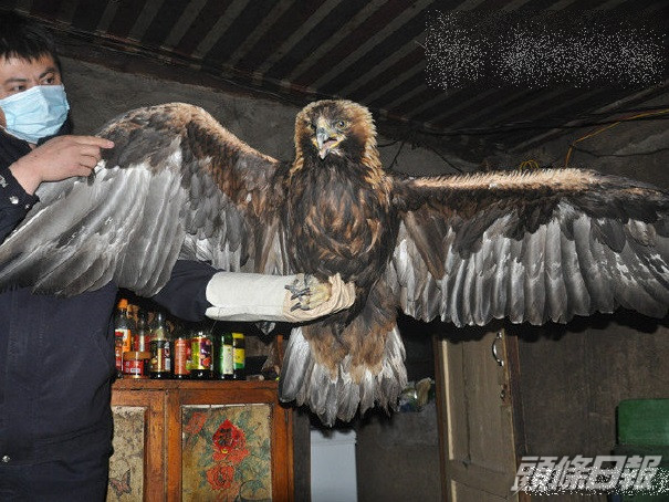 黑龍江牧羊男巧遇「大鳥」,原來為國家一級保護動物「金雕」。網圖