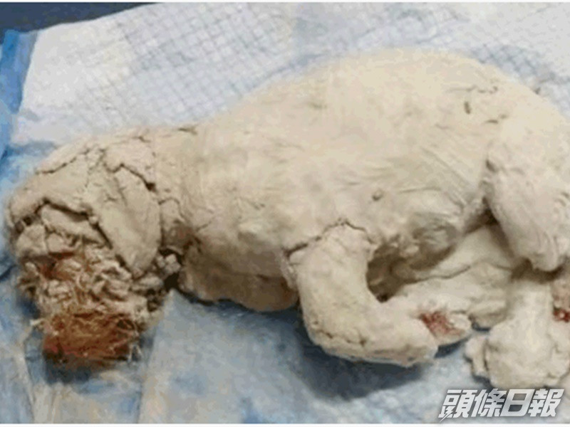 小狗全身遭塗上石膏。網圖