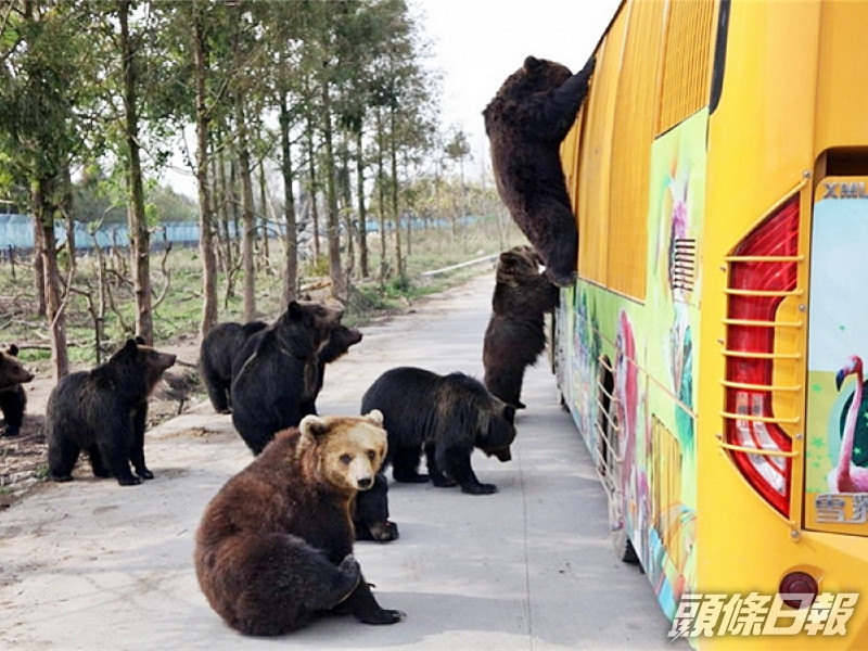 上海野生動物園飼養員被熊群襲擊 遭分屍慘死