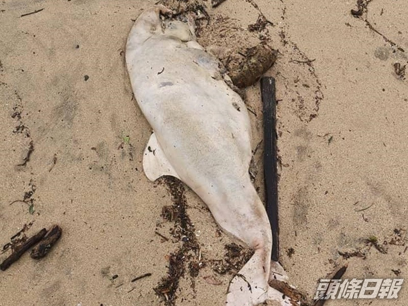 中華白海豚屍身已嚴重腐爛。圖:海洋公園保育基金