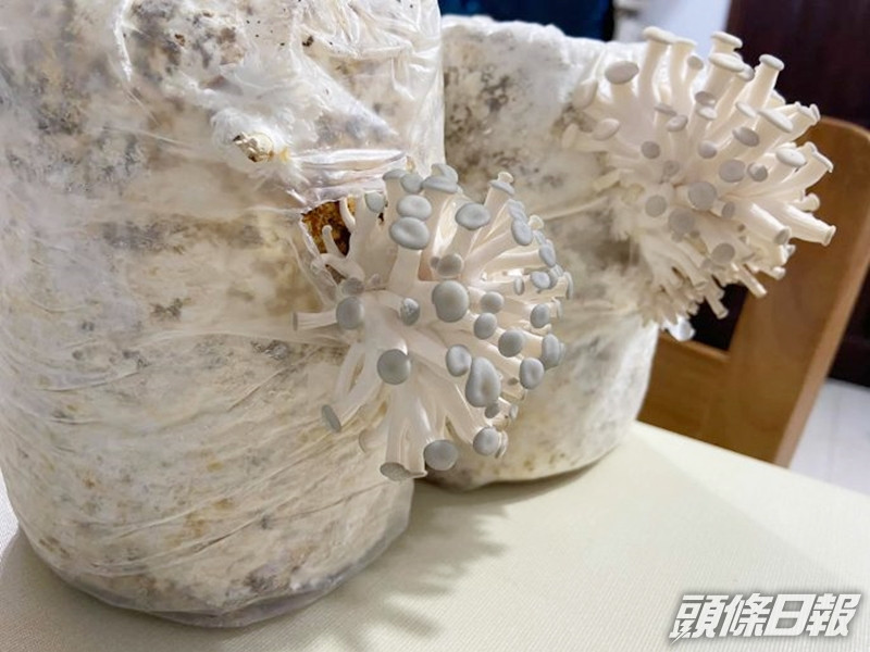 淘寶在淘寶購買了食用菌蘑菇在家自己種植。facebook 「淘寶開心share」群組相片