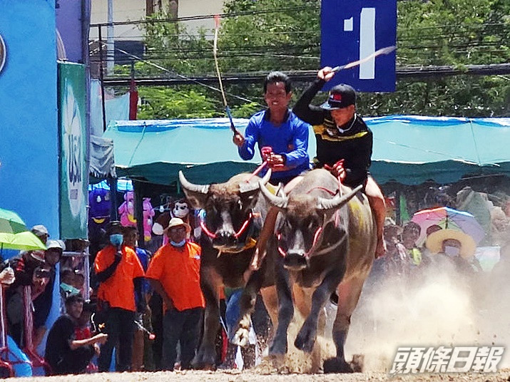 泰國春武里府傳統活動奔牛節舉行