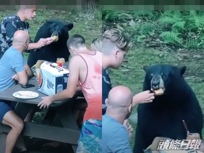 有拿出三文治塗上抹花生醬餵食大黑熊。 影片截圖