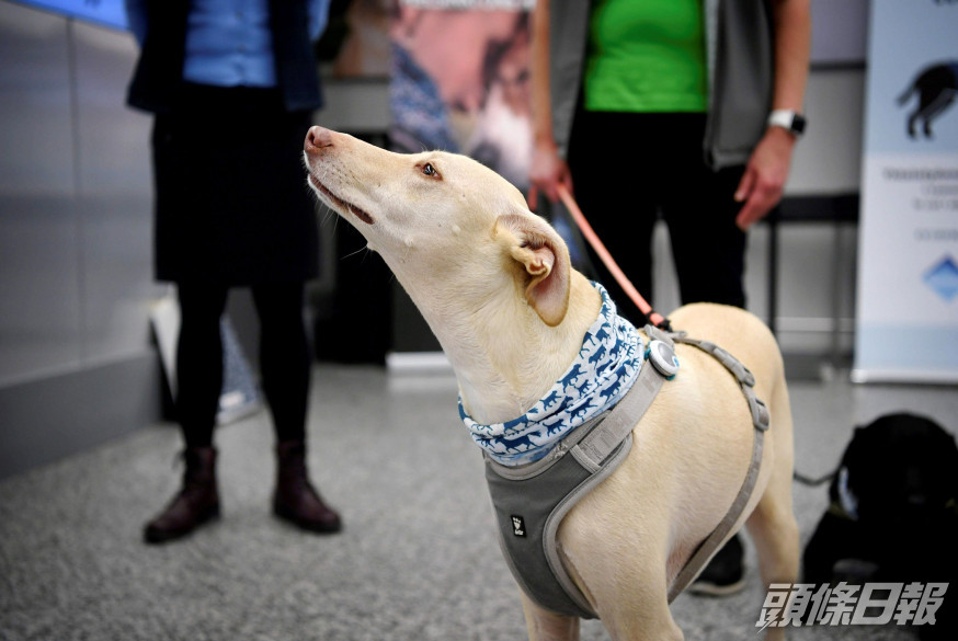 嗅探犬駐守芬蘭機場協助探測新冠病毒。 AP