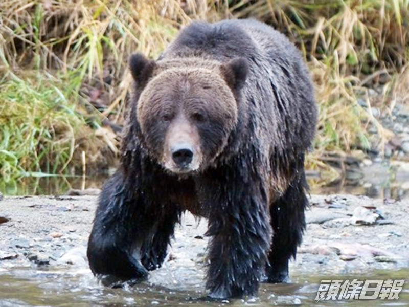 美國一名獵人早前於某國家公園暨保護區狩獵,意外被灰熊襲擊身亡。網圖
