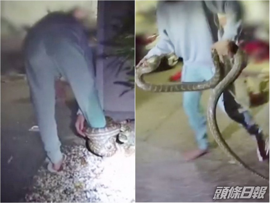 澳洲一名女子被蟒蛇緊纏右腳,場面凶險。影片截圖
