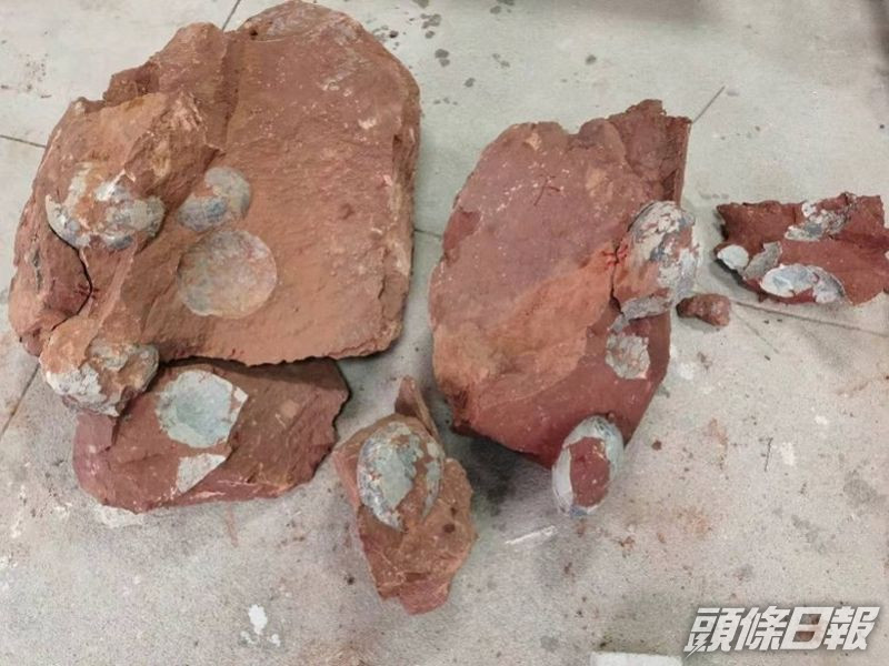 廣東河源一個地盤掘出33隻恐龍蛋化石。 網圖