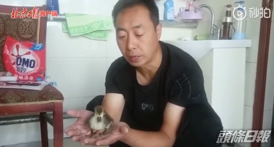 男子將孔雀蛋孵化後,發覺時鴨子感到失望。微博資料圖片