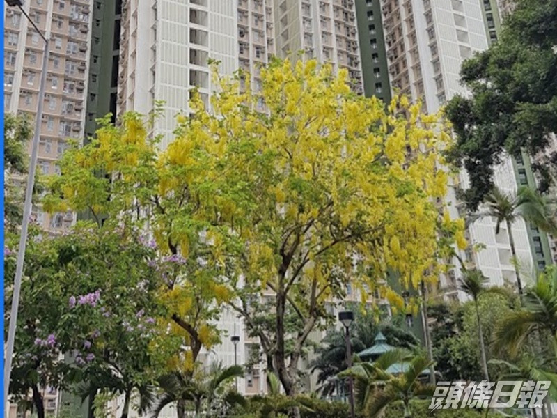 現場是天水圍天盛苑盛珍閣。