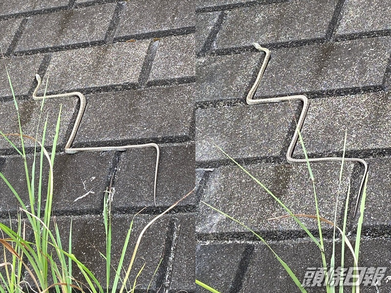 日本蛇仔沿石磚罅爬行。Twitter圖片