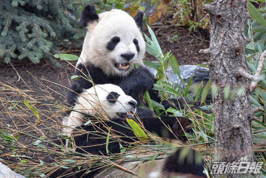 加卡里動物園facebook圖片