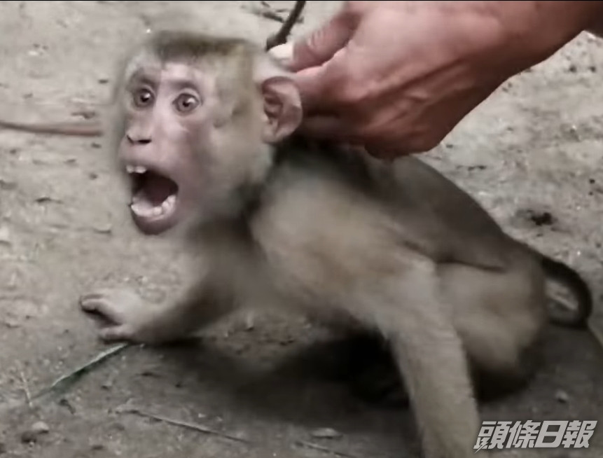 猴子被套上鐵鏈。PETA影片截圖