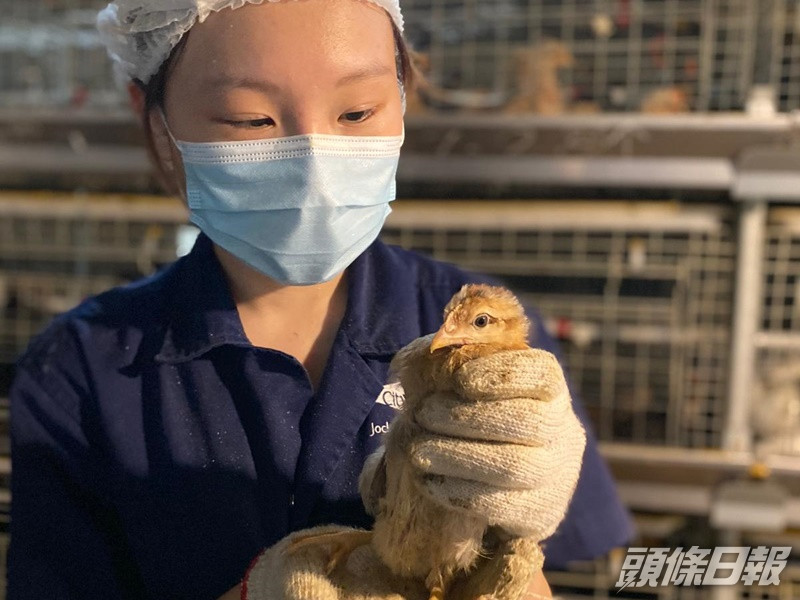一八年文憑試「狀元」陳曉汶棄港大醫科選城大獸醫,過去一年獲得不少實習機會,例如到雞場為雞隻接種疫苗、到羅湖騎術會照顧馬匹等。 受訪者提供