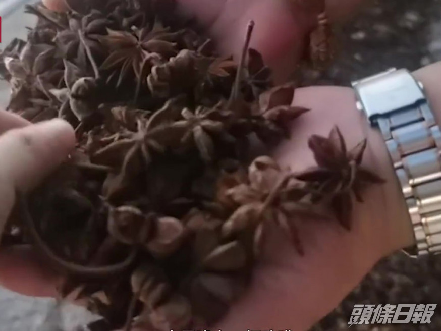 內地商人不法使用硫磺熏製八角愈見普遍,檢測指二氧化硫超標16倍,對人體有害。(網圖)